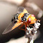 Tachinid Fly