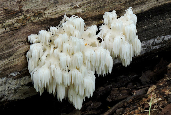 Bears Head Tooth Mushroom | Project Noah