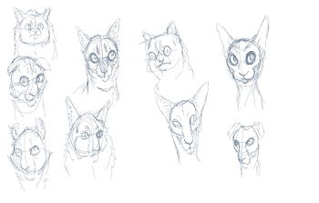 cat types