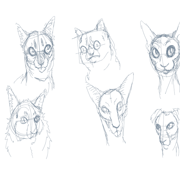 how to keep your cats cool and sphynx cat variations dwarf sphynx cat