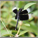 Pied Paddy Skimmer