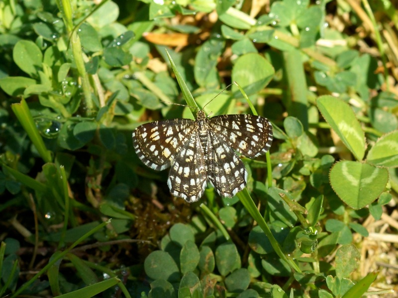 Latticed Heath moth