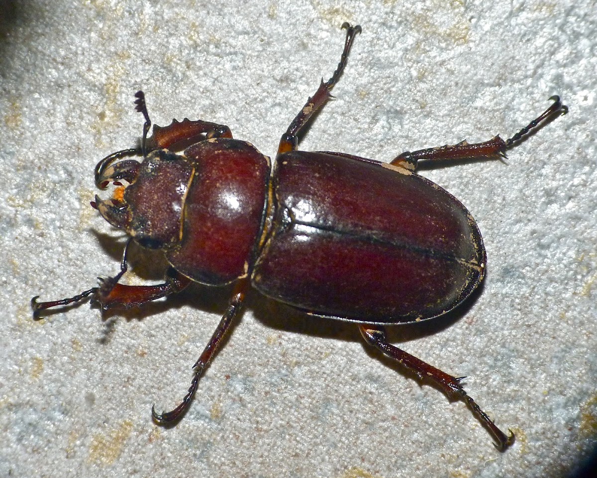Reddish brown stag beetle (female)
