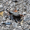 Pennslvania Dingy Ground Beetle