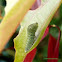 Common bluebottle caterpillar