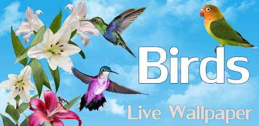 25++ Burung indah di indonesia terbaru