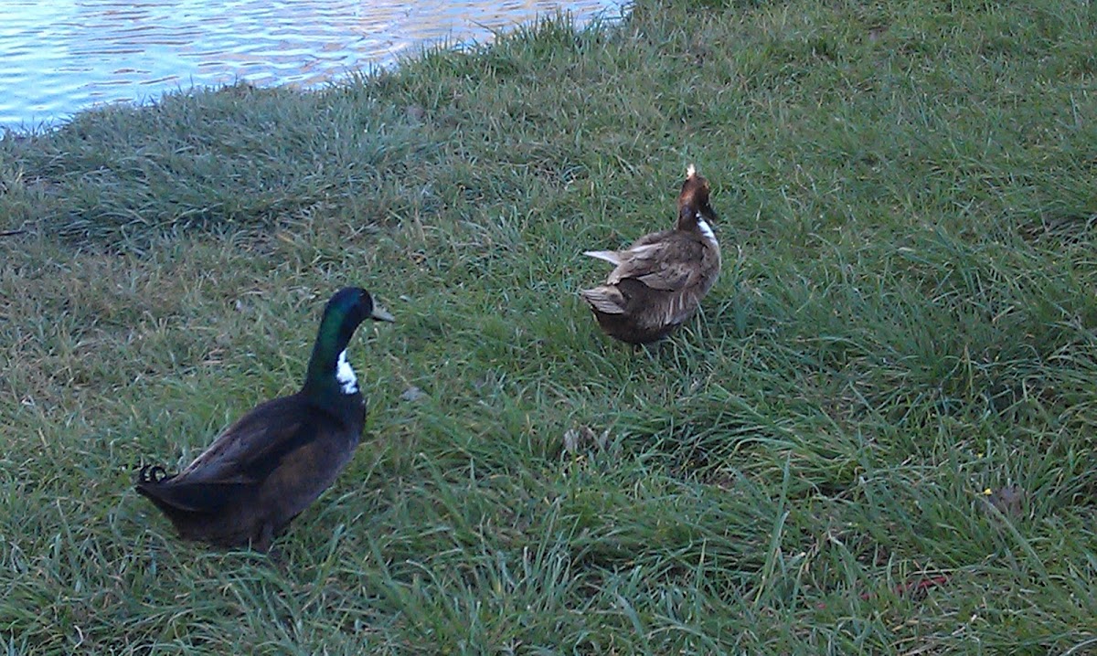 Mallard/domestic duck crosses Project Noah