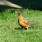 robin