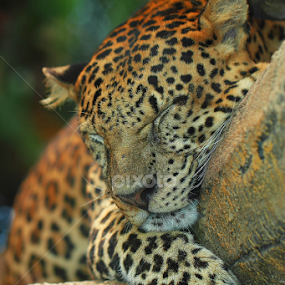 Sleepy Leopard by Sahid Djatmika - Animals Lions, Tigers & Big Cats