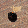 Kidney spot lady beetle