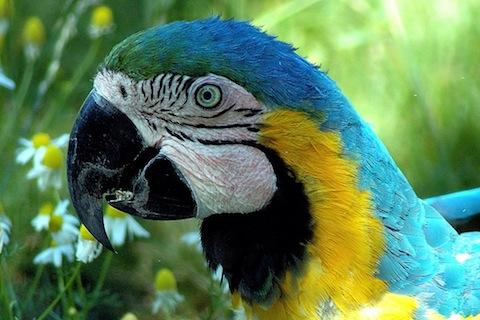 【免費娛樂App】Parrot Wallpaper-APP點子