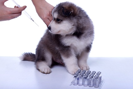 vaccinating your puppy