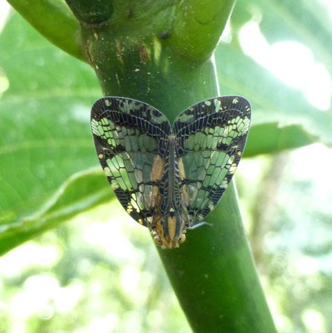 Net-winged Planthopper
