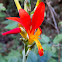 Canna Lily