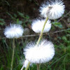 Coltsfoot