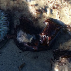 California sea slug