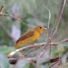 Summer Tanager (Juvenile male)