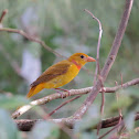 Summer Tanager (Juvenile male)