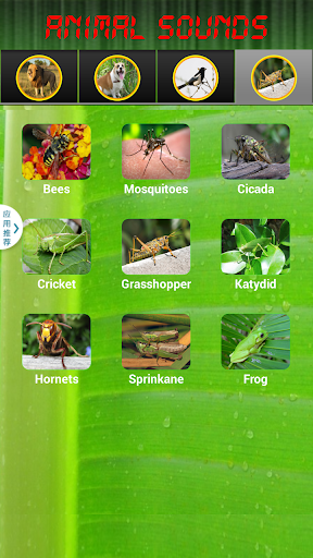 免費下載娛樂APP|Animal Sounds app開箱文|APP開箱王