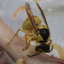 黑盾胡蜂 Commo Wasp スズメバチ
