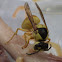 黑盾胡蜂 Commo Wasp スズメバチ