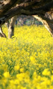 How to install spring wallpaper patch 1.0 apk for android