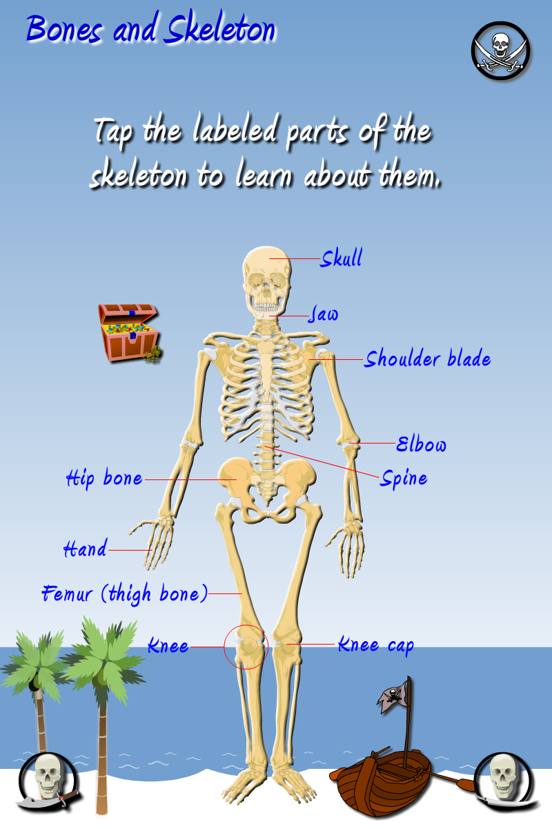 Fun science: The human body Screen 2