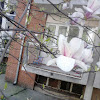 White magnolia - Bela magnolija