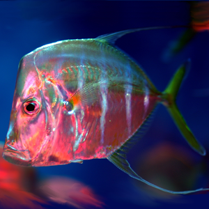 Marine Aquarium Fish logo