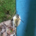 Banded Tussock moth