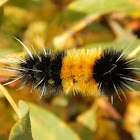Spotted Tussock Moth caterpillar