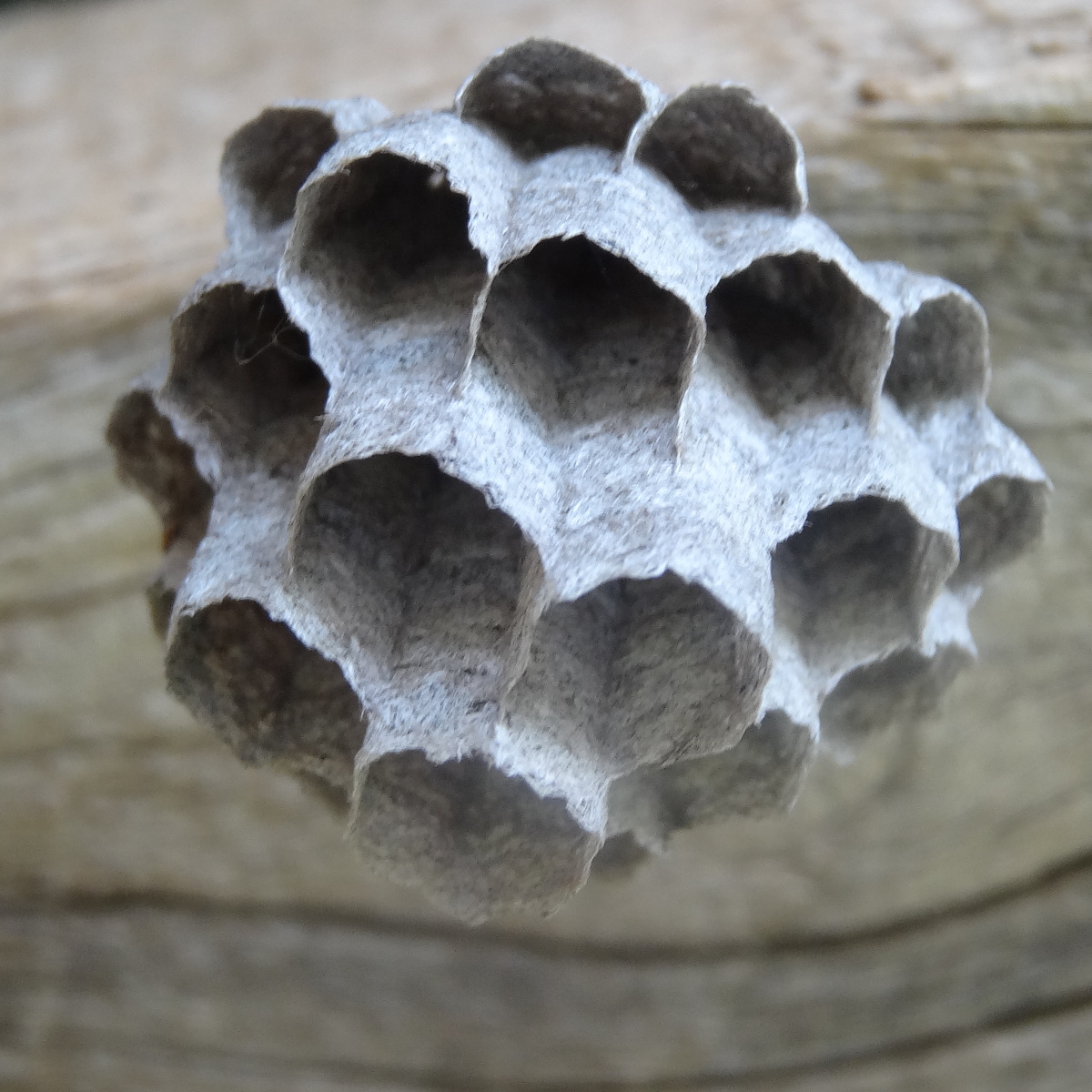 Common paper wasp nest