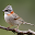 Aves Chile Download on Windows