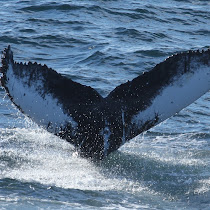 Humpback Whale Flukes