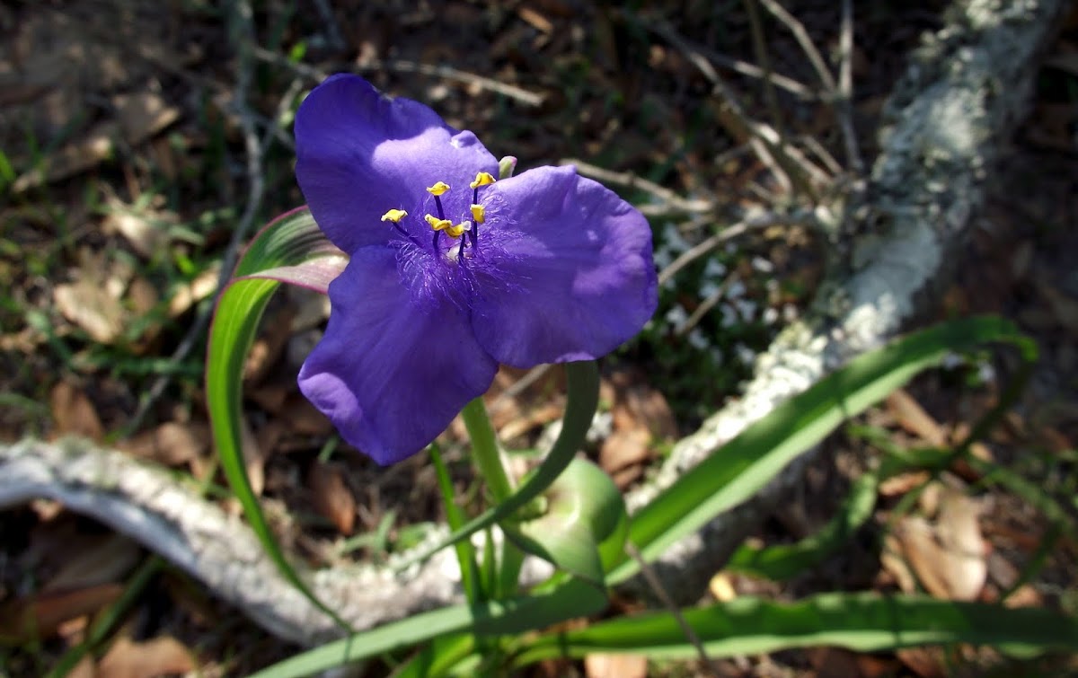 Spiderwort