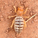 Jerusalem Beetle/Cricket