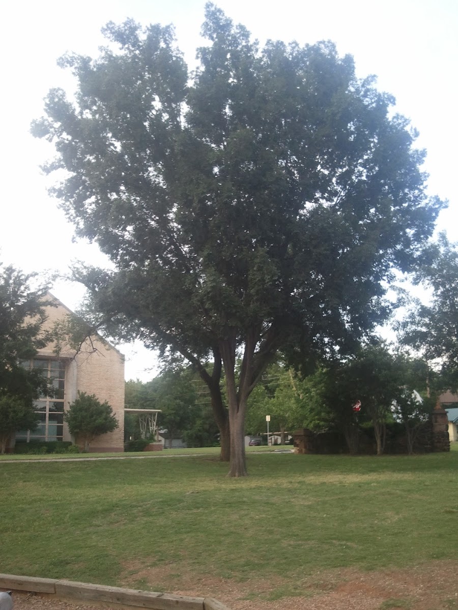 Chinese elm