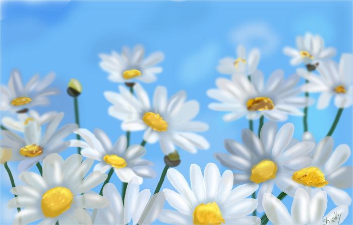 Daisies