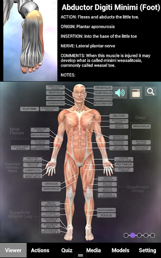 Muscle and Bone Anatomy 3D