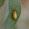 Banded cucumber beetle