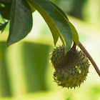 soursop fruit