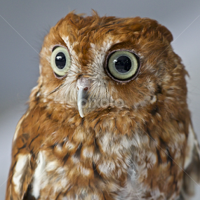 Screech owl portrait by Sandy Scott - Animals Birds