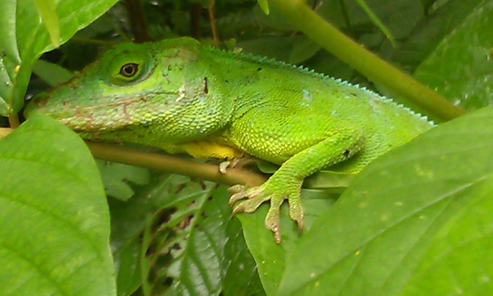 Puerto Rican giant anole, Cuvier's Anole, Green Giant Anole