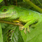 Puerto Rican giant anole, Cuvier's Anole, Green Giant Anole