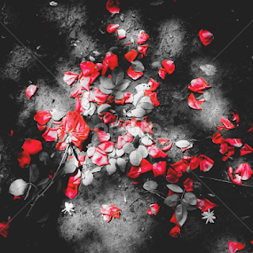 fallen love by Belal Hossain Rana - Flowers Flower Arangements