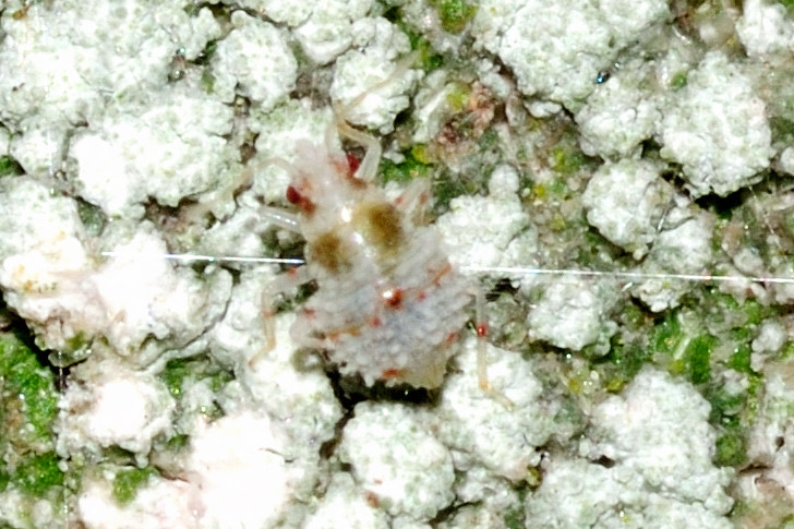 Deraeocoris lutescens nymph