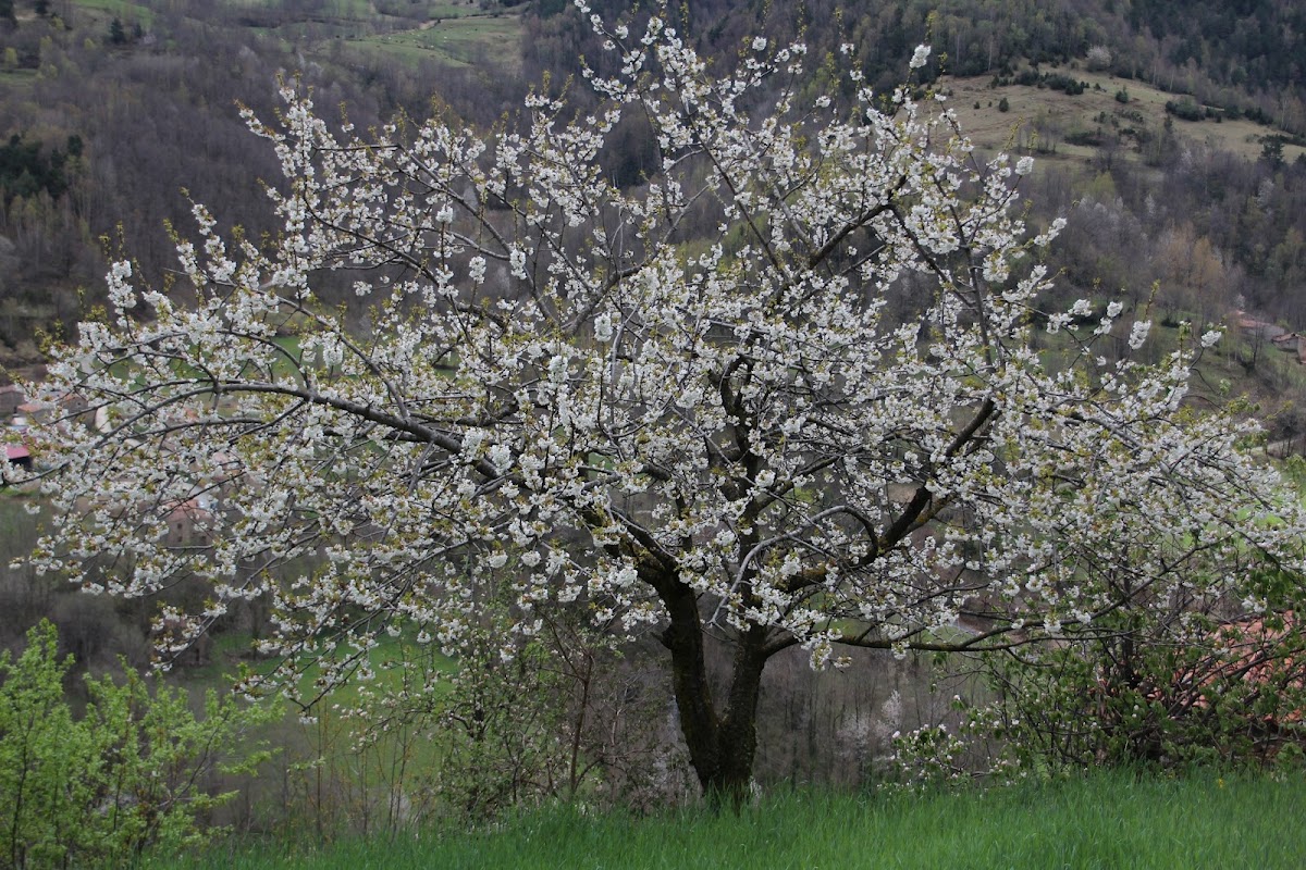 Cerezo silvestre