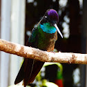 Magnificent hummingbird (males)