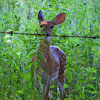 White-Tailed Deer (Fawn)