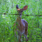 White-Tailed Deer (Fawn)